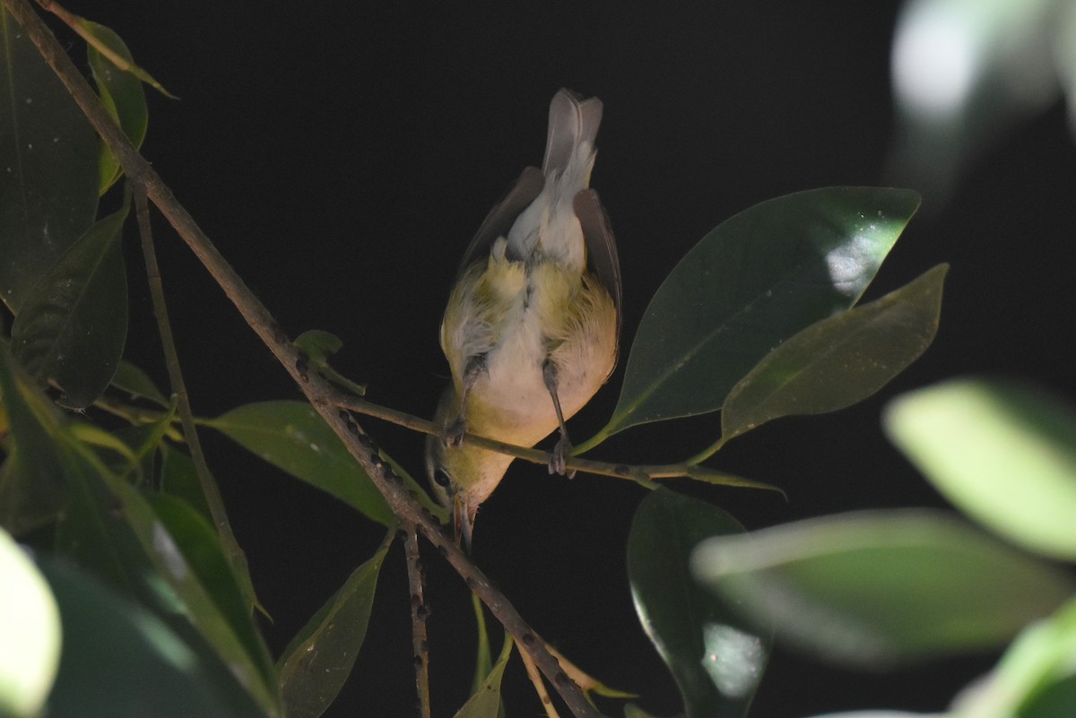 Tennessee Warbler - ML646587583