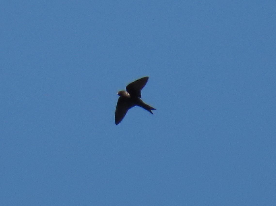 Southern Martin - ML646587585