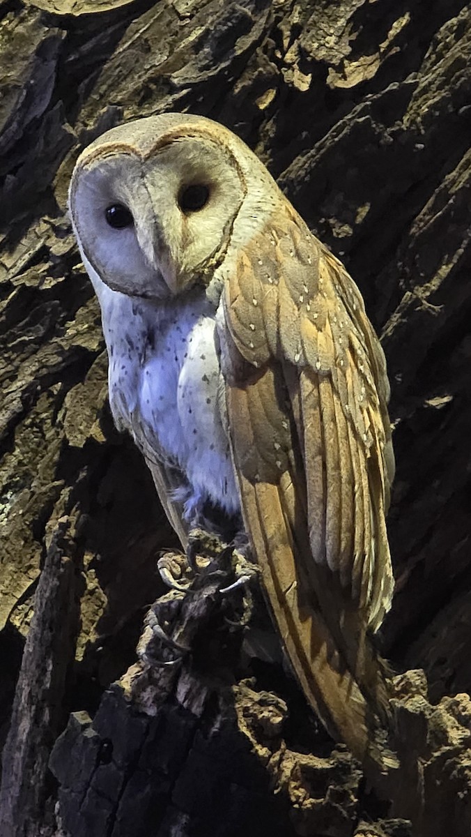 Eastern Barn Owl - ML646587586