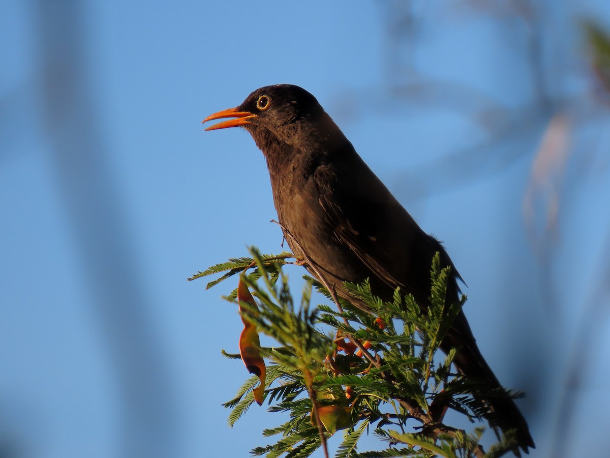 Chiguanco Thrush - ML646587587