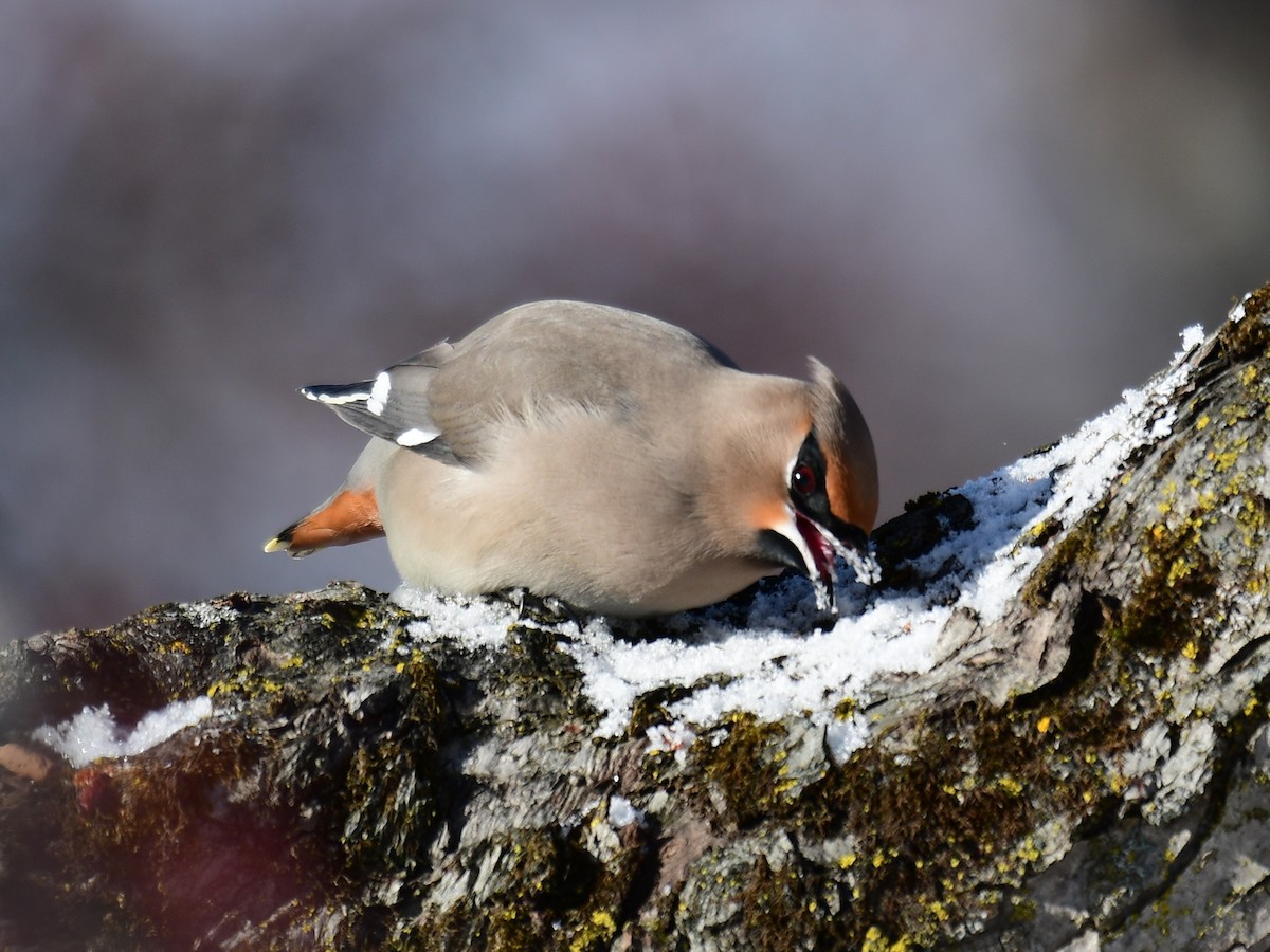 Bohemian Waxwing - ML646587588