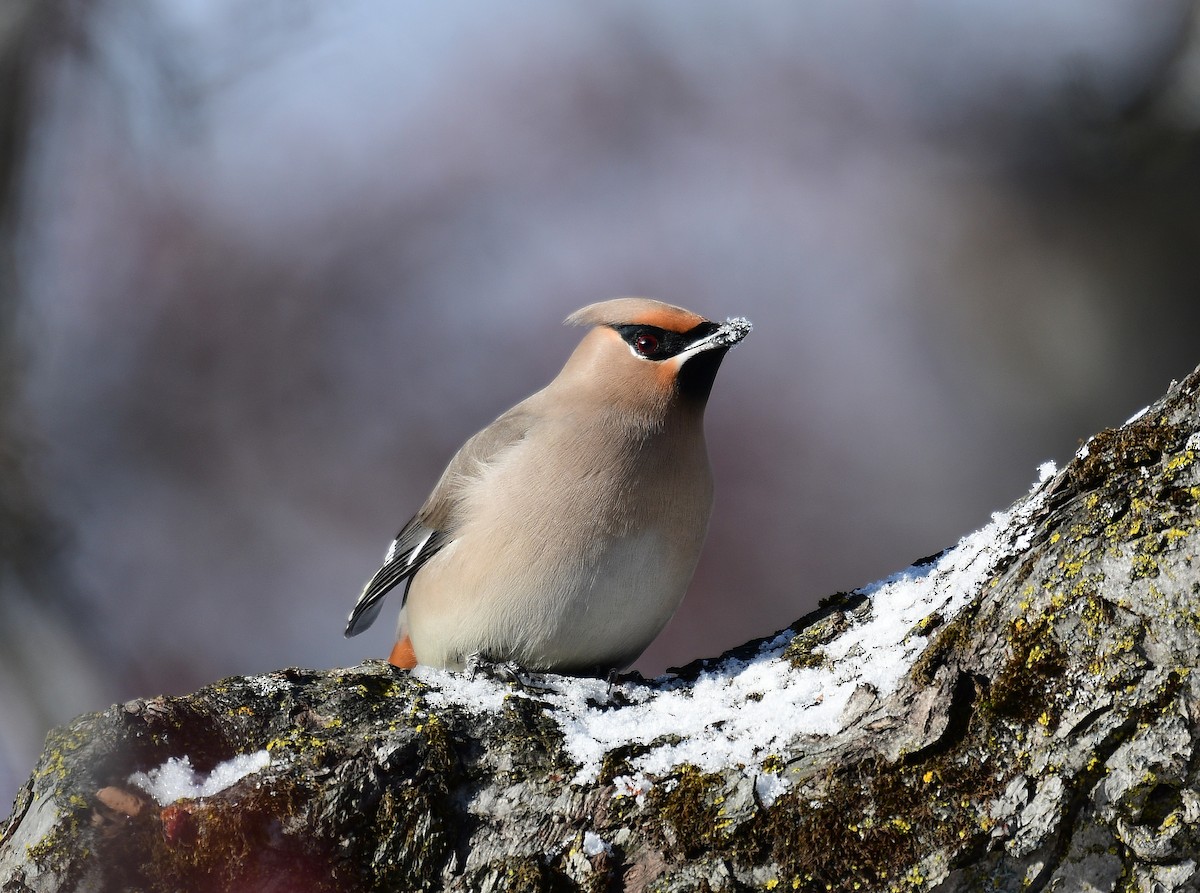 Bohemian Waxwing - ML646587589