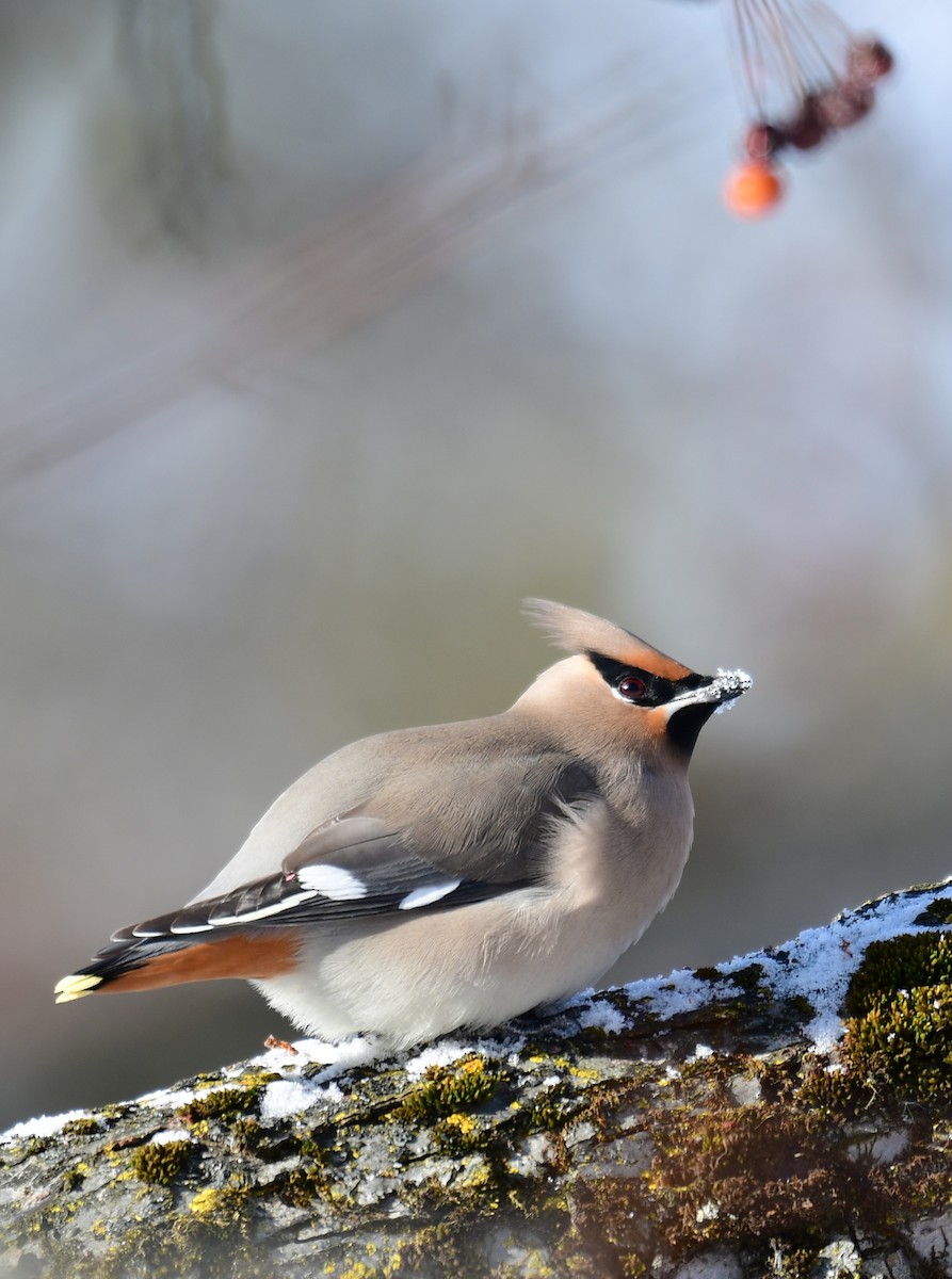 Bohemian Waxwing - ML646587590
