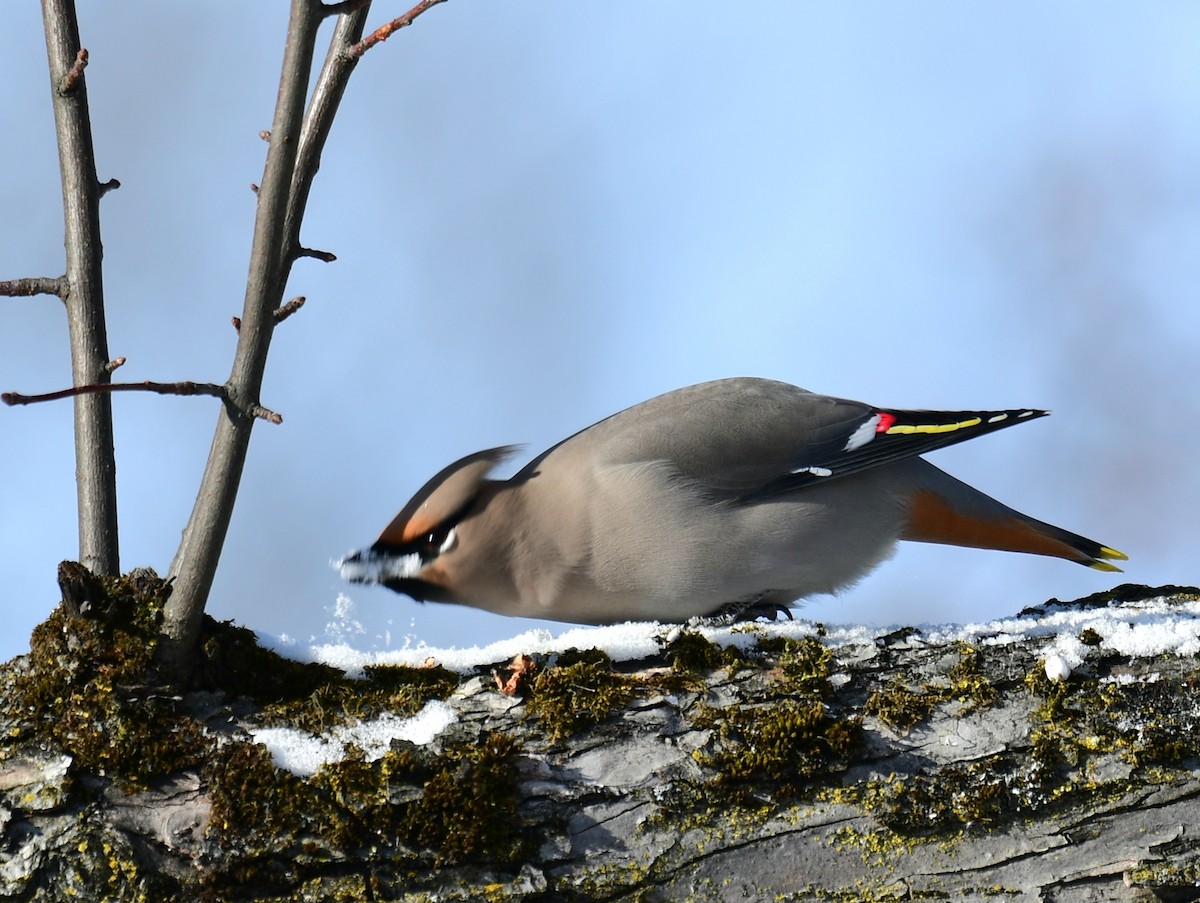 Bohemian Waxwing - ML646587591