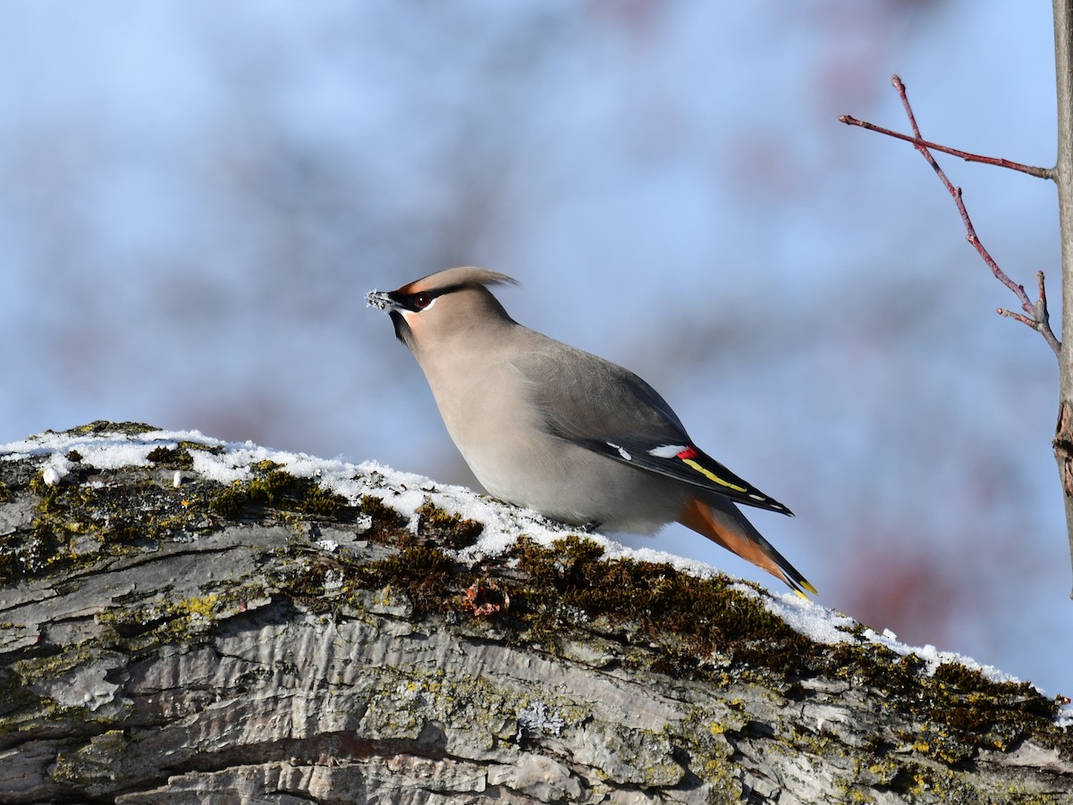 Bohemian Waxwing - ML646587592