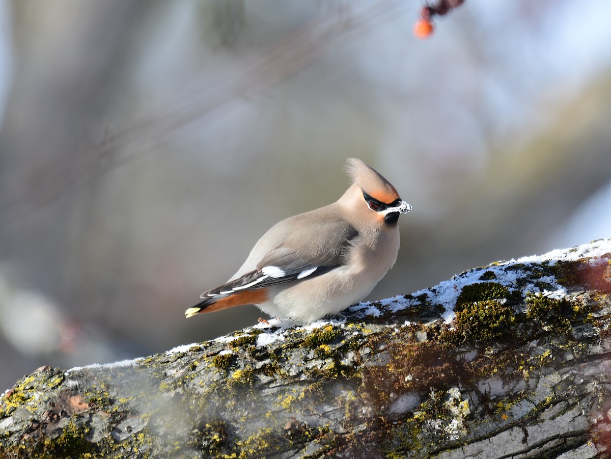 Bohemian Waxwing - ML646587593