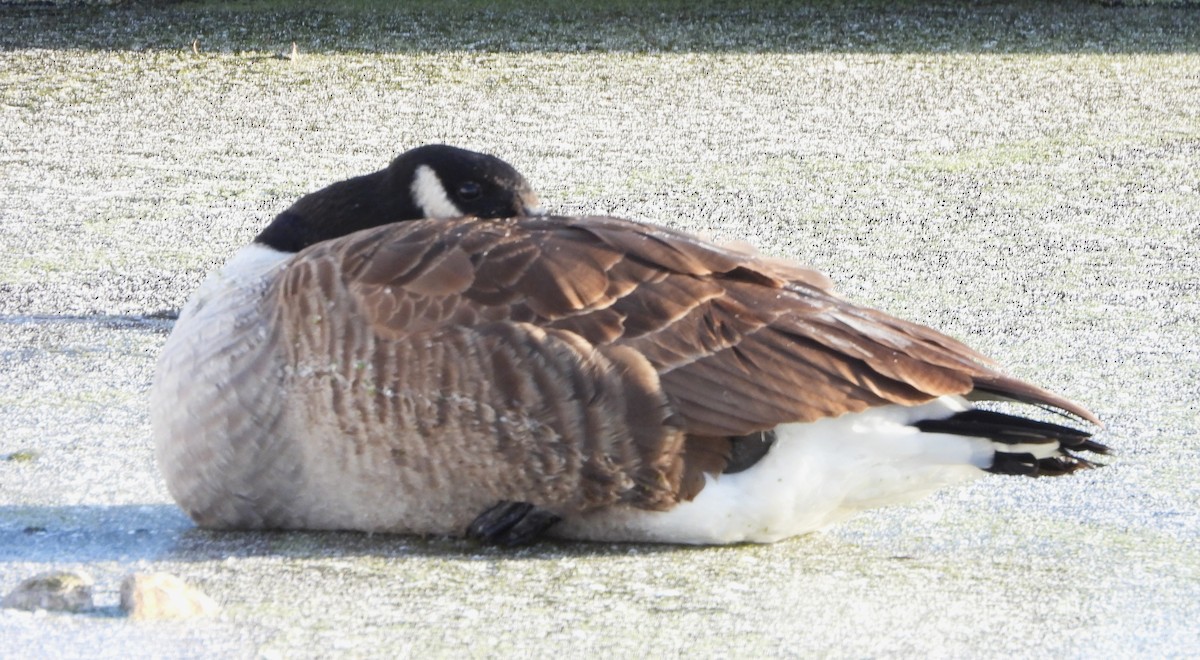 Canada Goose - ML646587594