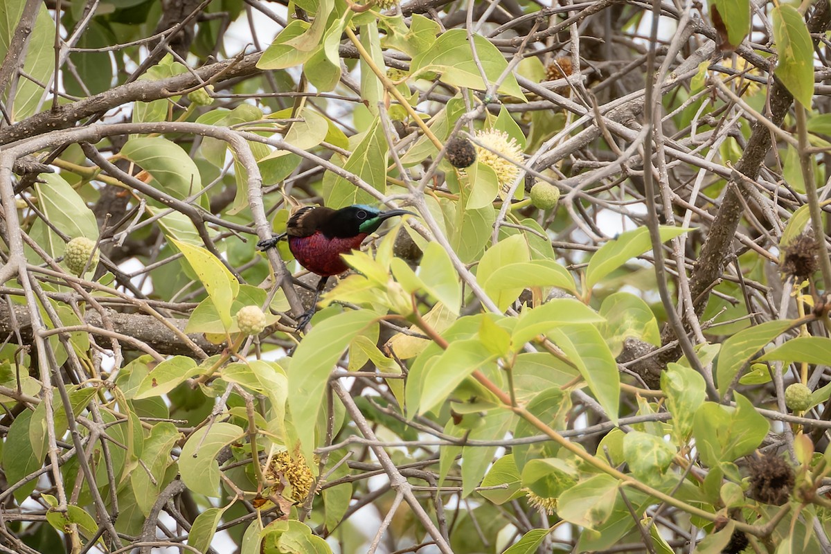 Scarlet-chested Sunbird - ML646587595