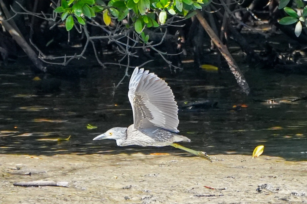 Квак чорногорлий - ML646587596