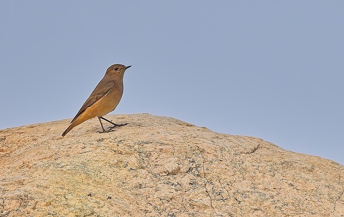 クロジョウビタキ - ML646587599