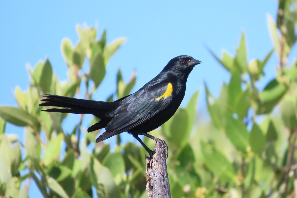 Yellow-shouldered Blackbird - ML646587602