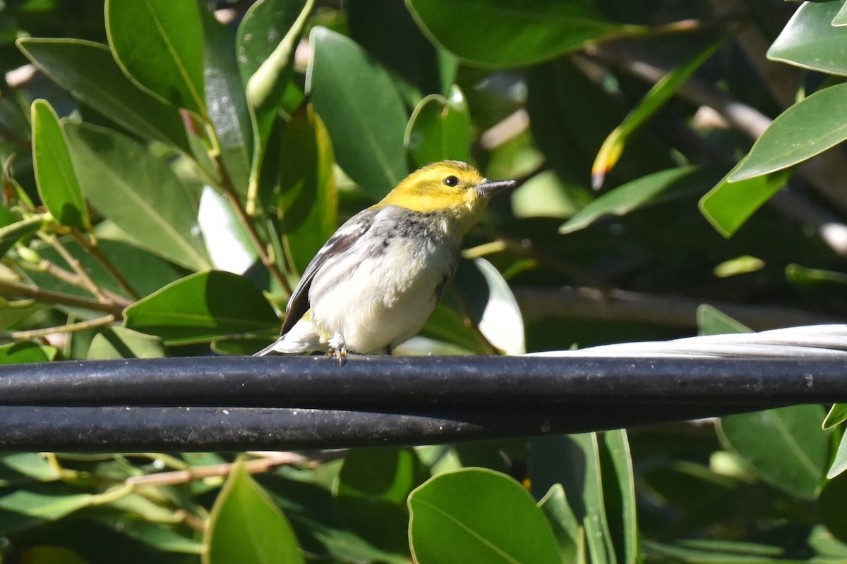 Black-throated Green Warbler - ML646587603