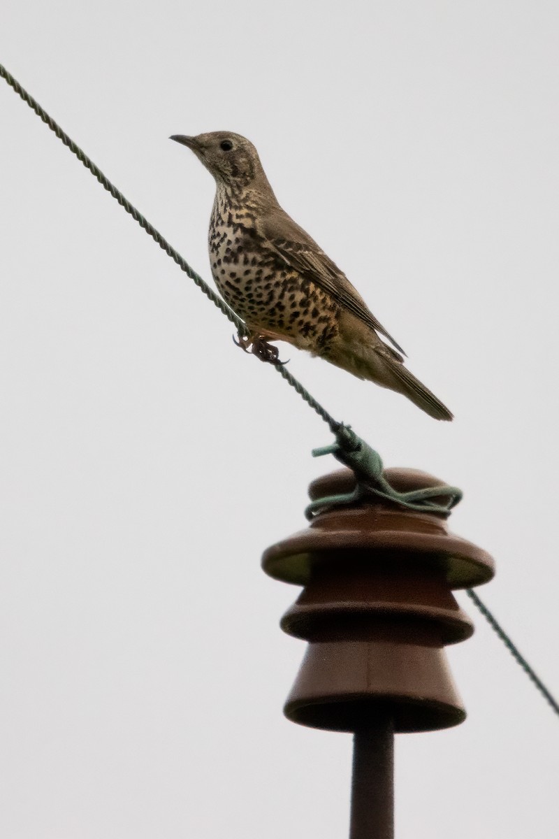 Grive draine - ML646587604