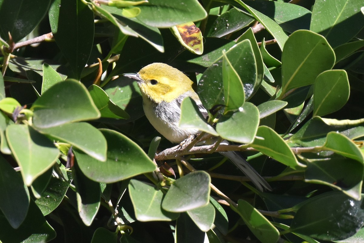 Black-throated Green Warbler - ML646587605