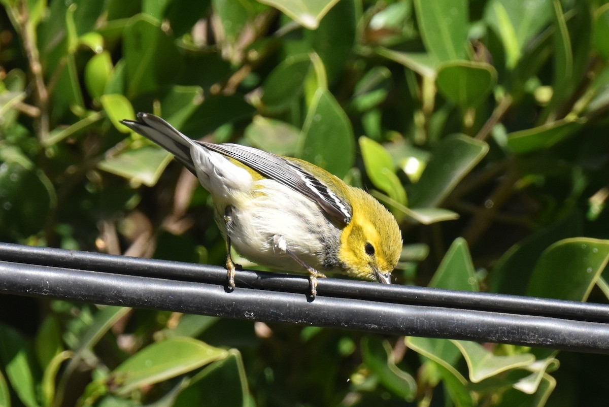Black-throated Green Warbler - ML646587606