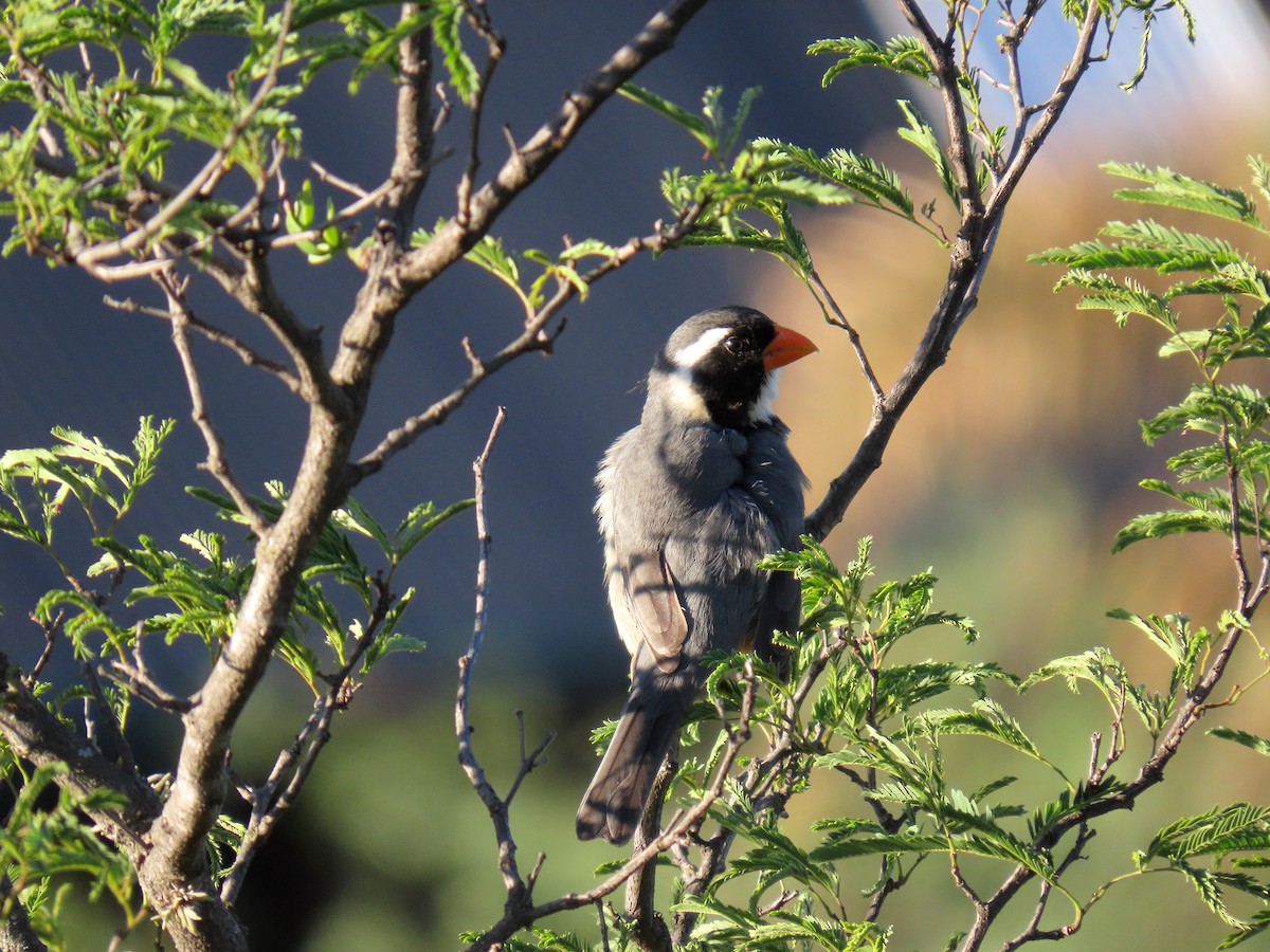 Golden-billed Saltator - ML646587607