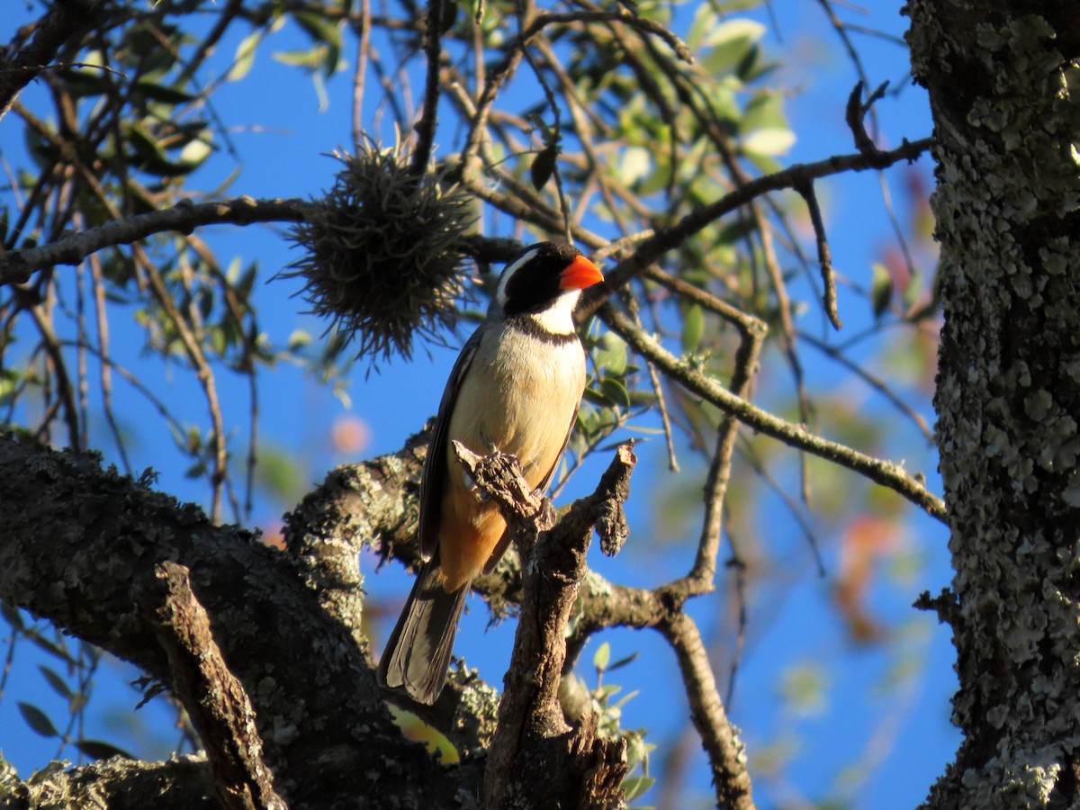 Golden-billed Saltator - ML646587608