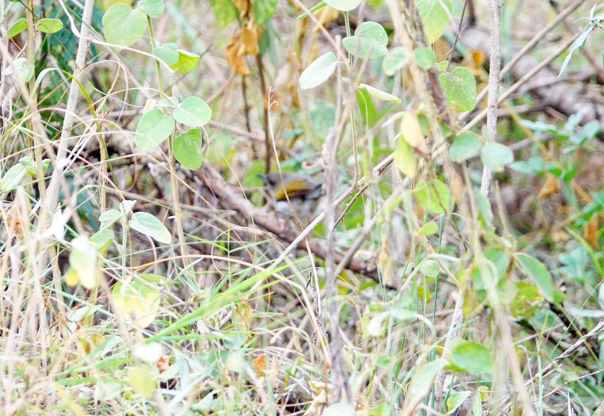 Green-backed Camaroptera (Gray-backed) - ML646587610
