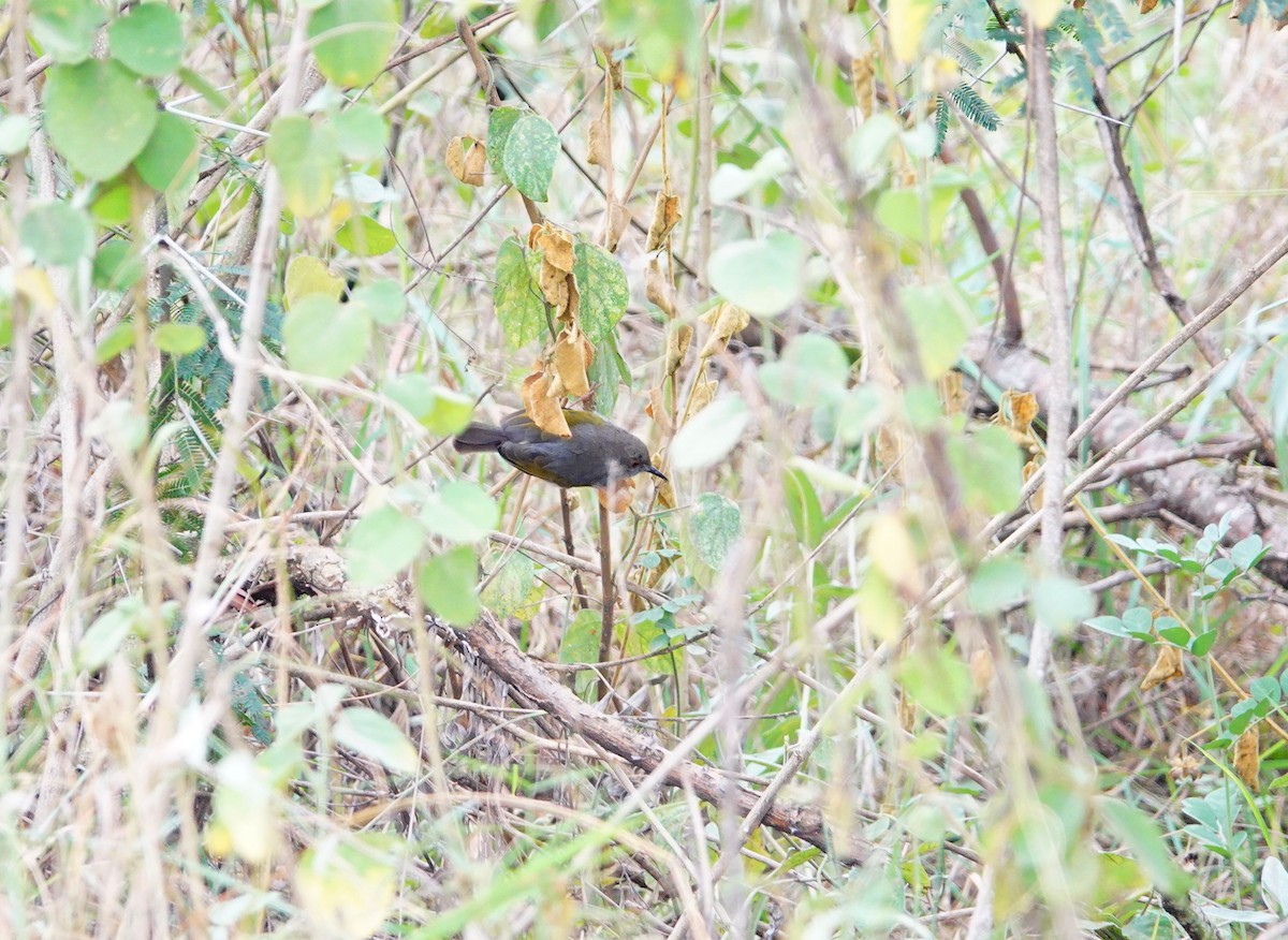 Green-backed Camaroptera (Gray-backed) - ML646587611