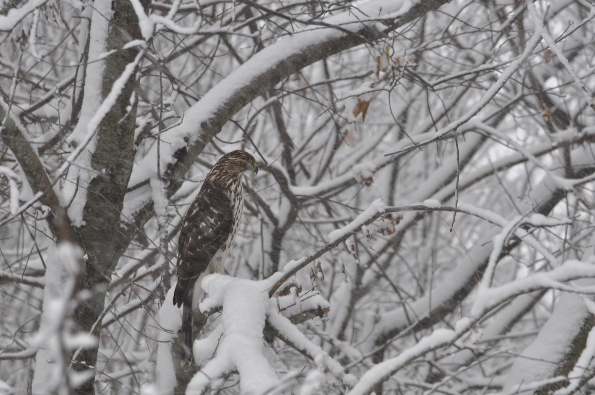 Cooper's Hawk - ML646587612