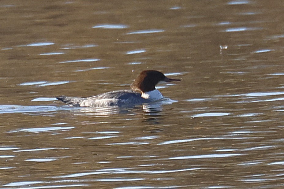 Common Merganser - ML646587629