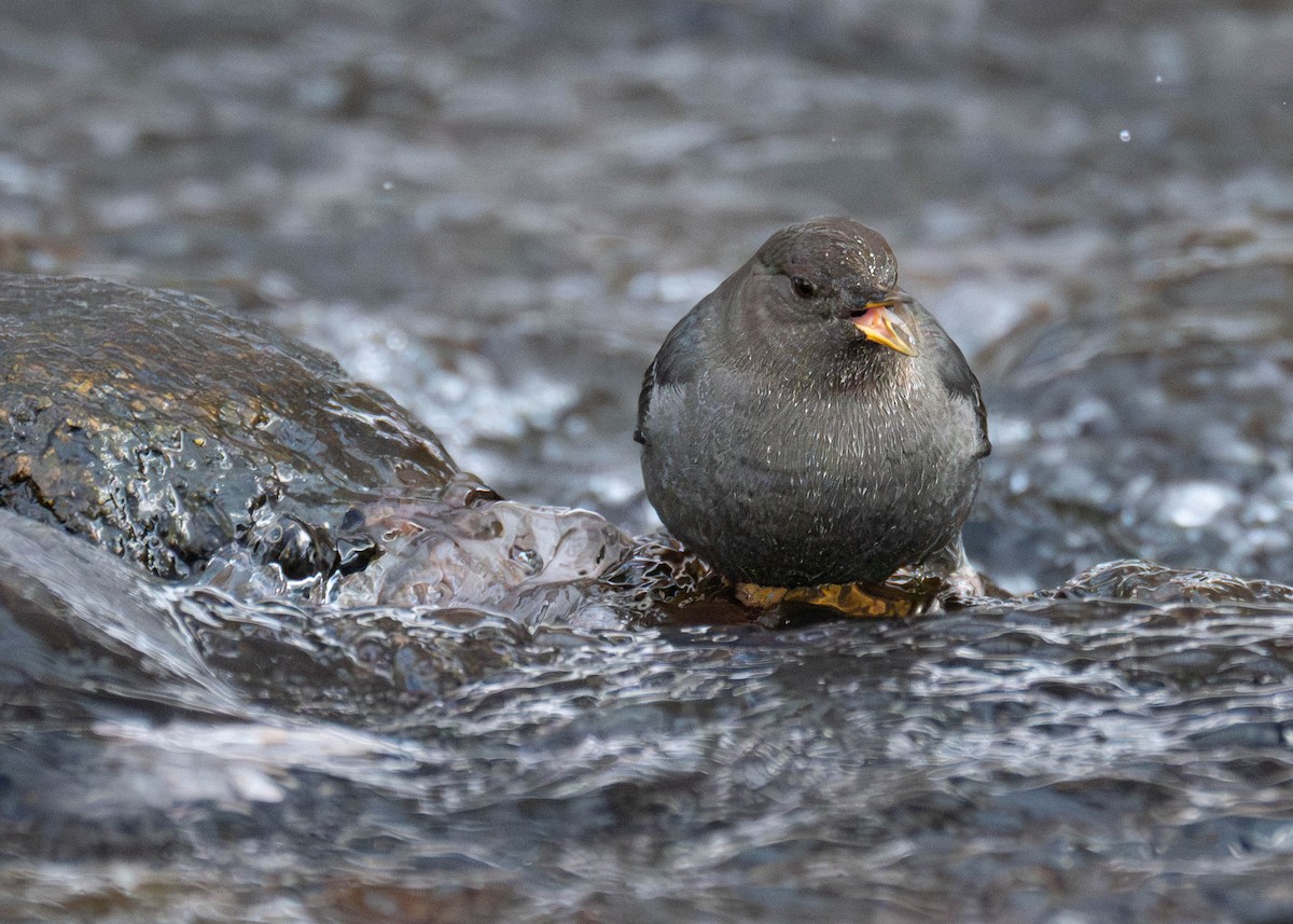 American Dipper - ML646587630