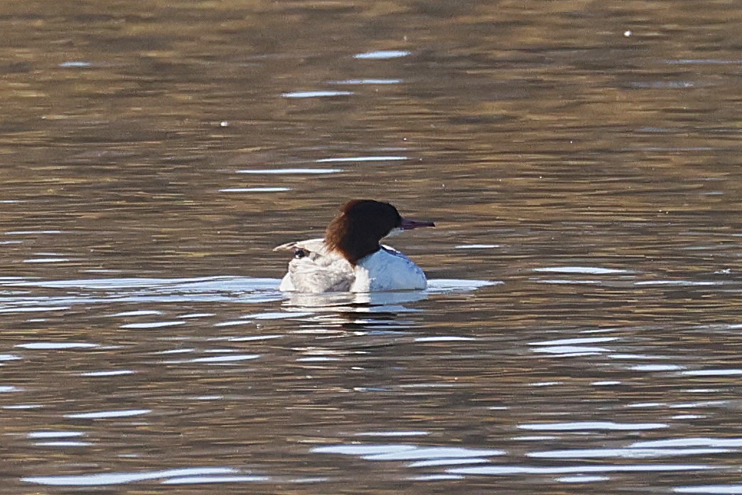 Common Merganser - ML646587631