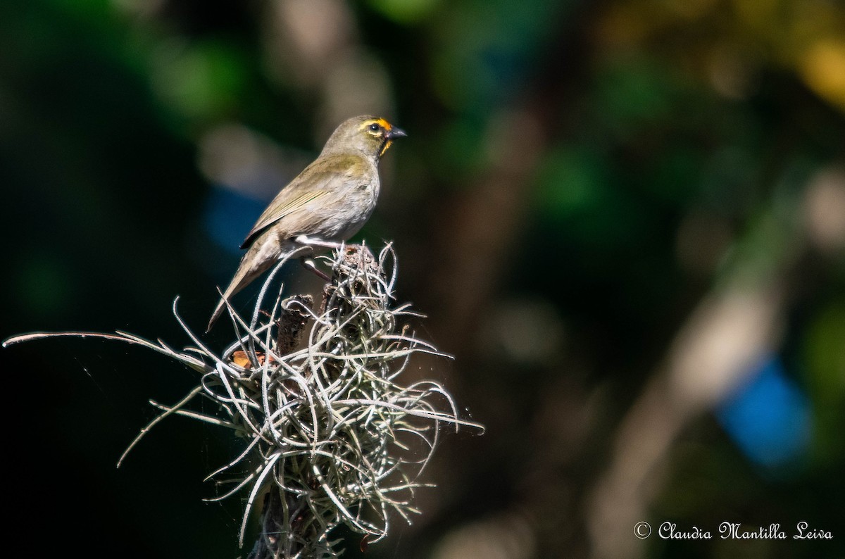 Yellow-faced Grassquit - ML646587632