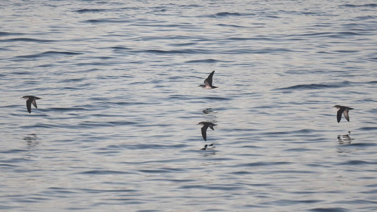 Black-vented Shearwater - ML646587633
