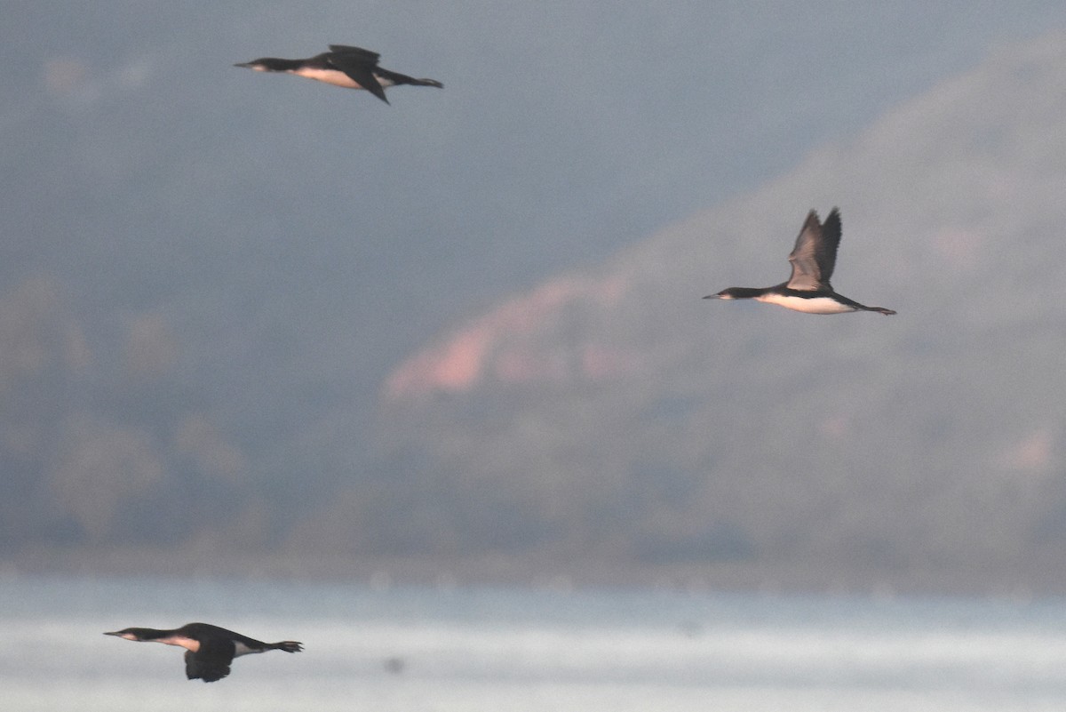 Pacific Loon - ML646587635