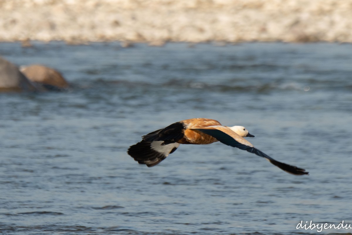 Ruddy Shelduck - ML646587636