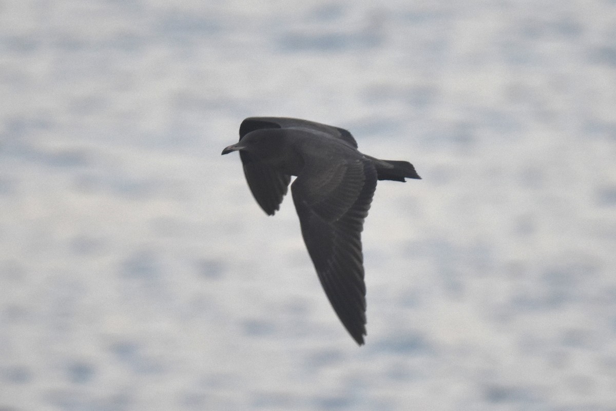 Heermann's Gull - ML646587637