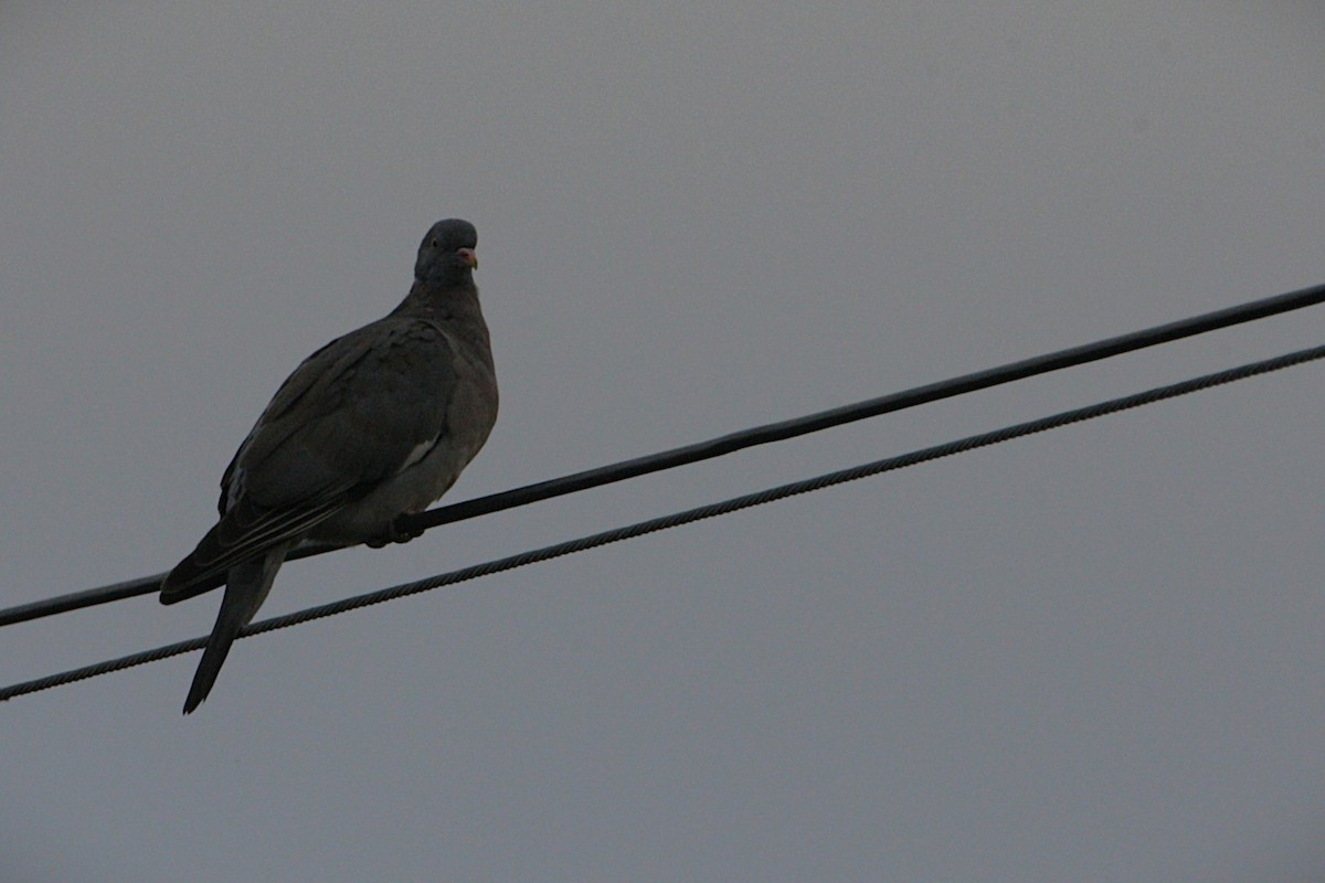 Paloma Torcaz - ML646587640