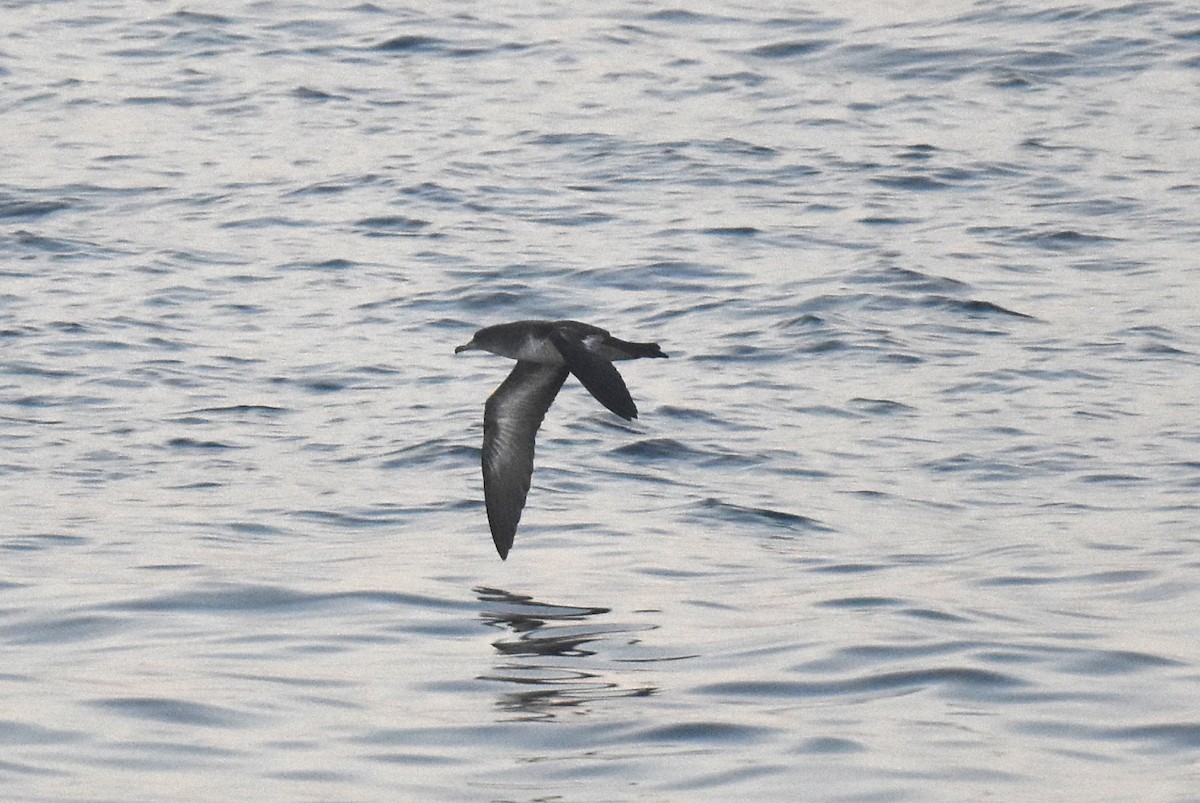 Pink-footed Shearwater - ML646587642