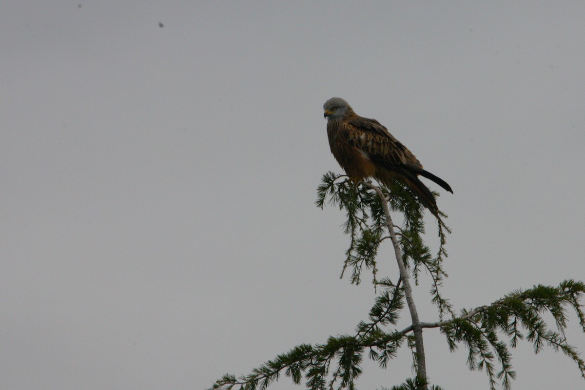 Milan royal - ML646587643