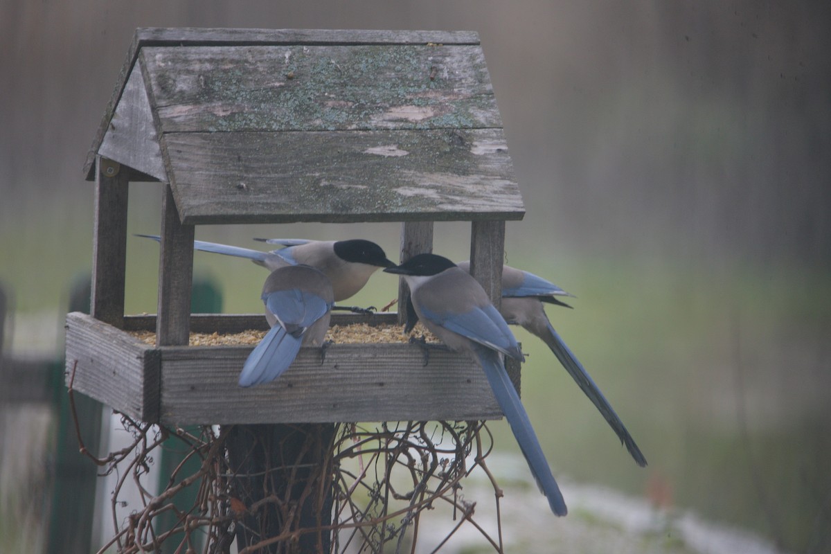 Pie-bleue ibérique - ML646587648