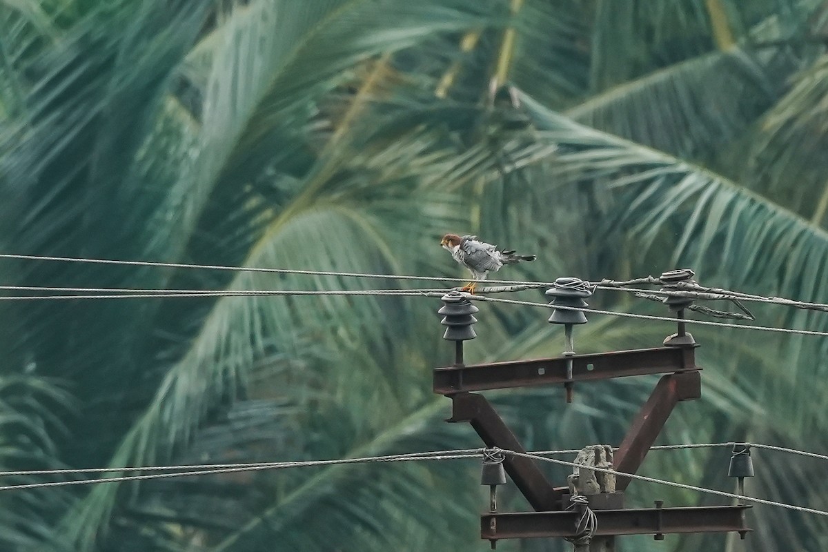 dřemlík rudohlavý - ML646587652