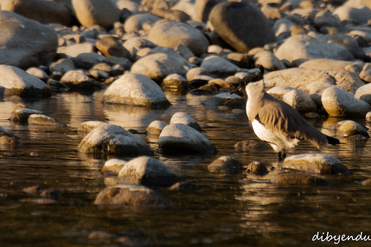 River Lapwing - ML646587653