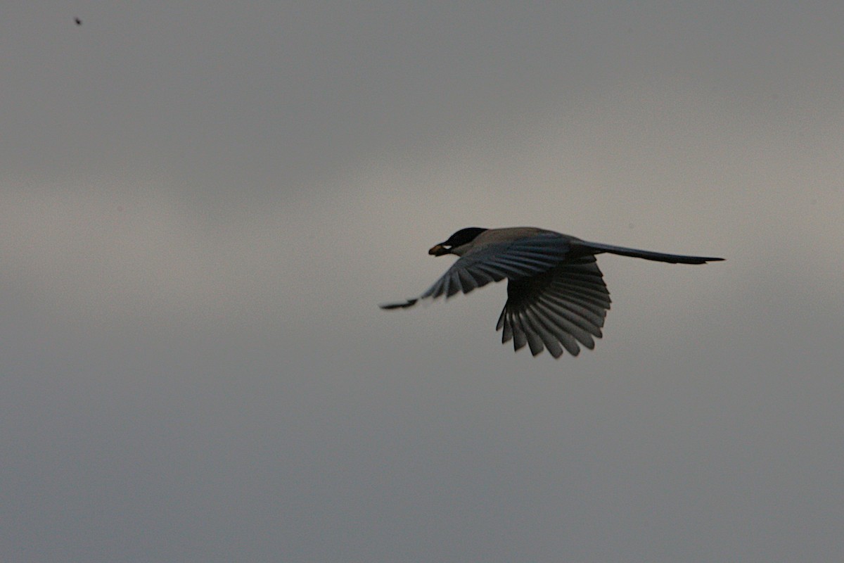 Pie-bleue ibérique - ML646587654