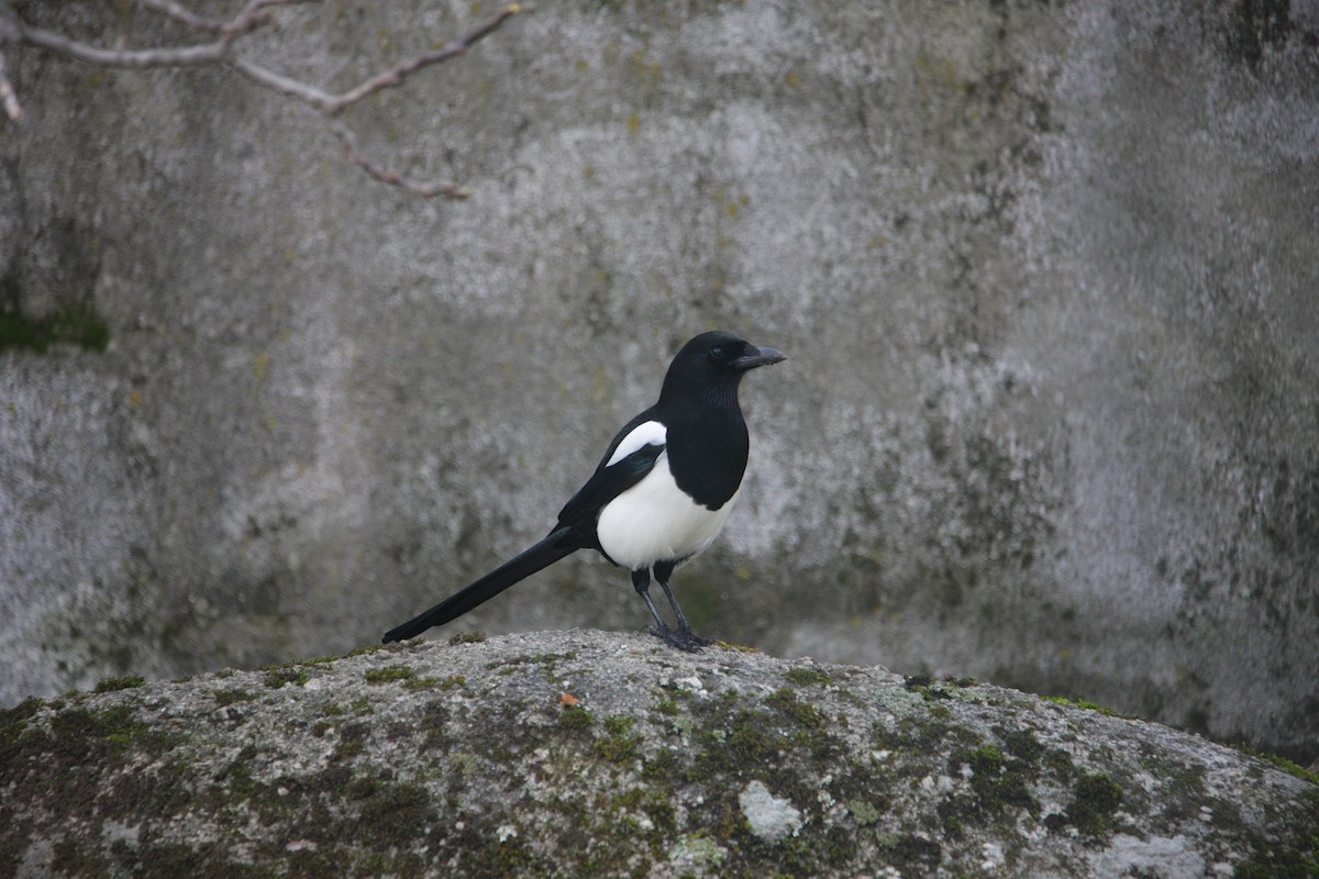 Pie bavarde - ML646587658