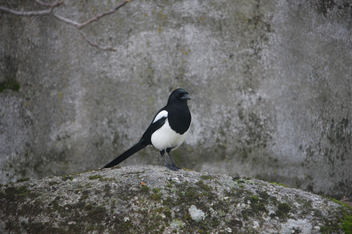 Pie bavarde - ML646587659