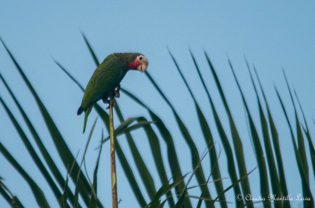 Cuban Amazon - ML646587660
