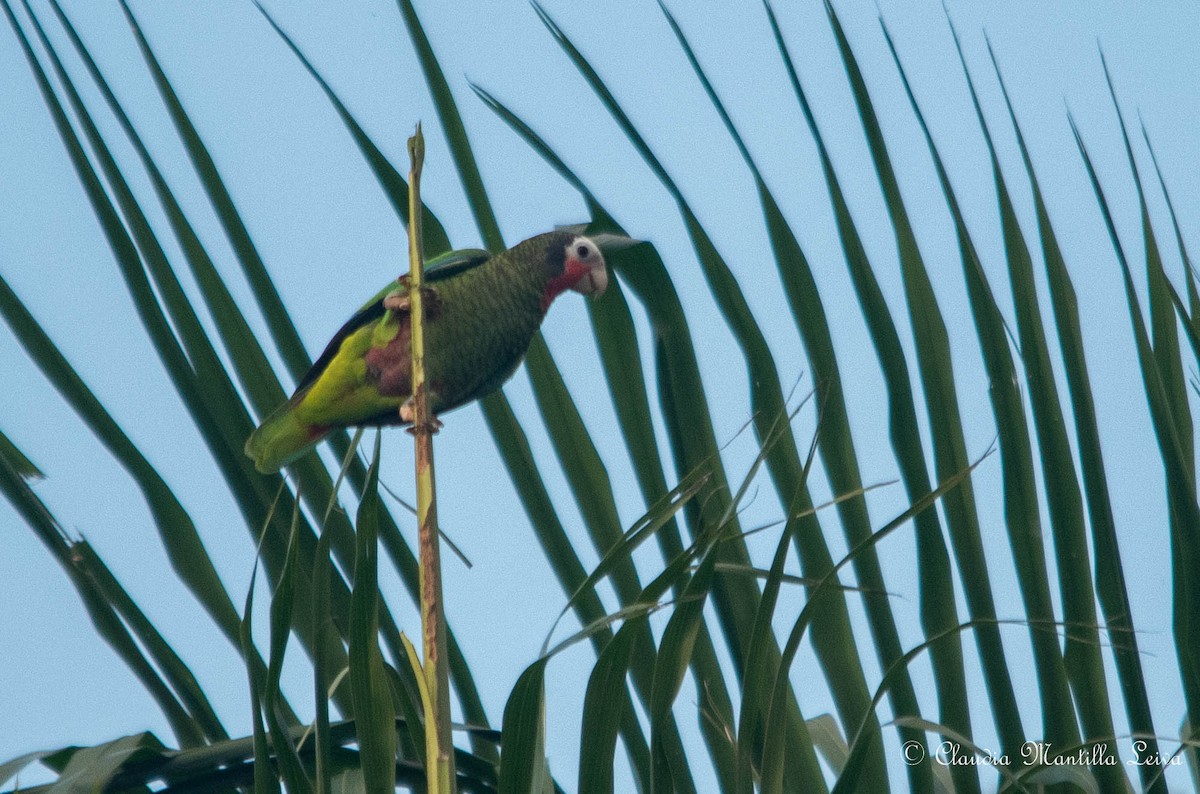 Cuban Amazon - ML646587661