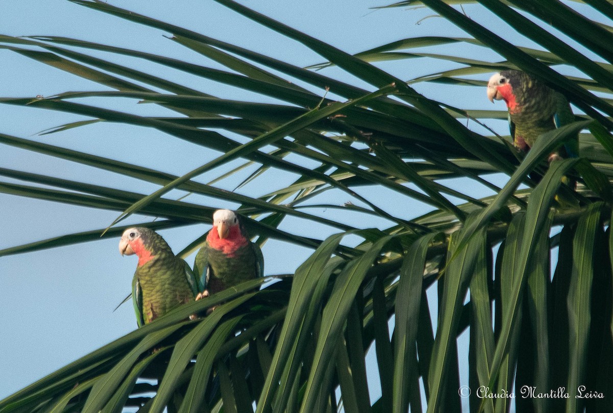 Cuban Amazon - ML646587662