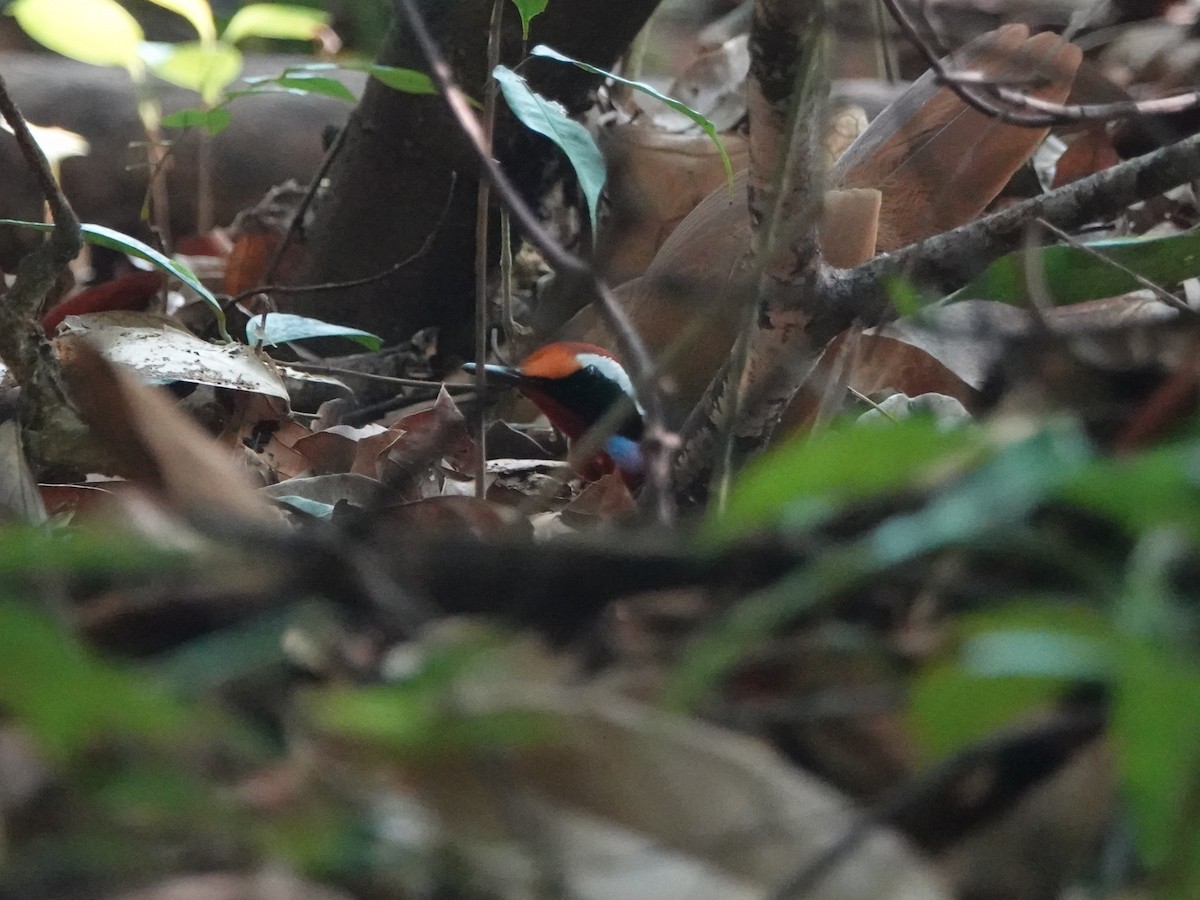 Yelveardıcı - ML646587663