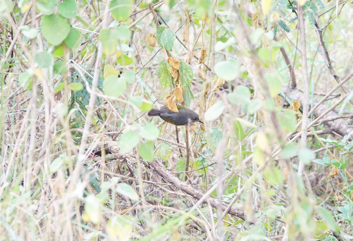 Yeşil Sırtlı Kamaropter [brevicaudata grubu] - ML646587664