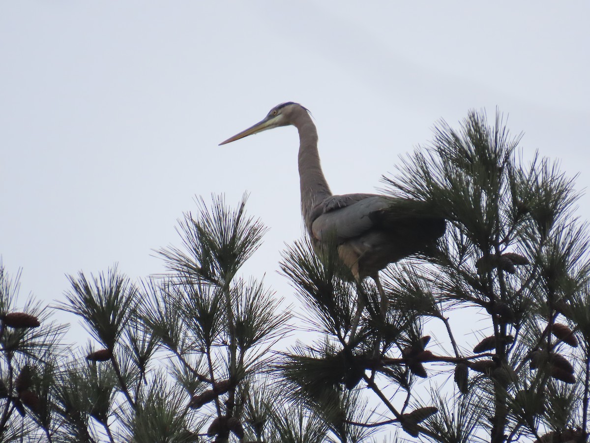 Amerika Gri Balıkçılı - ML646587665