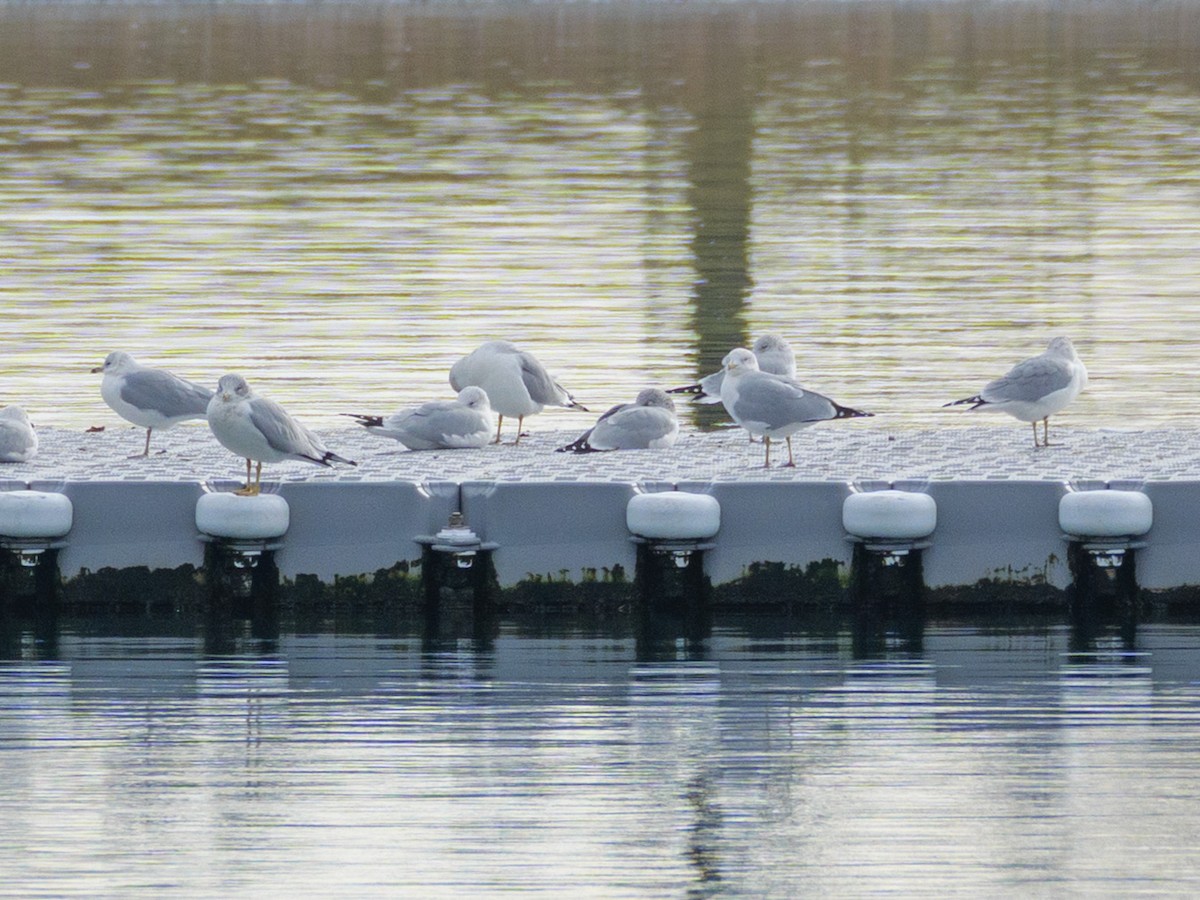 Halkalı Martı - ML646587666