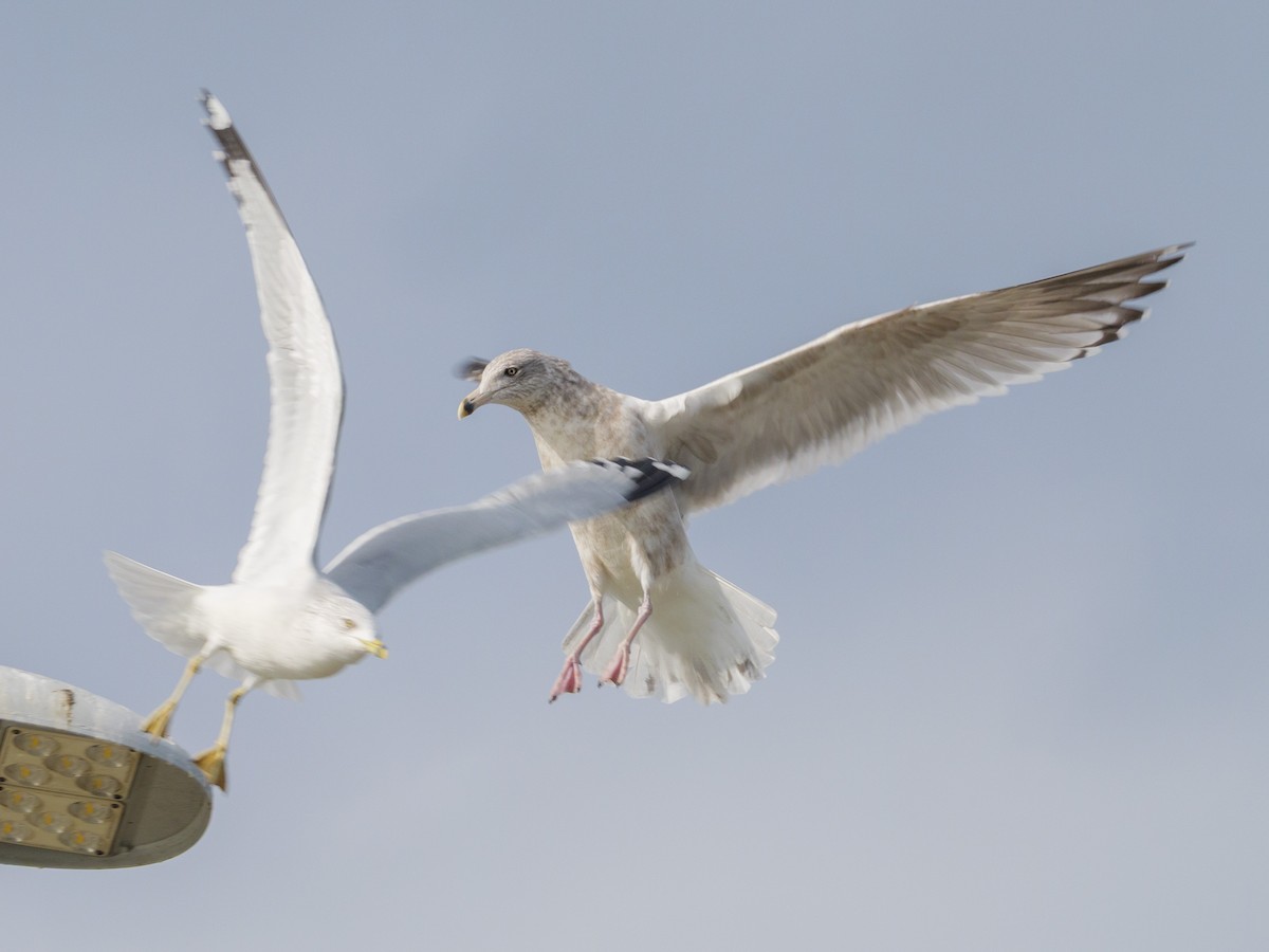 Halkalı Martı - ML646587667