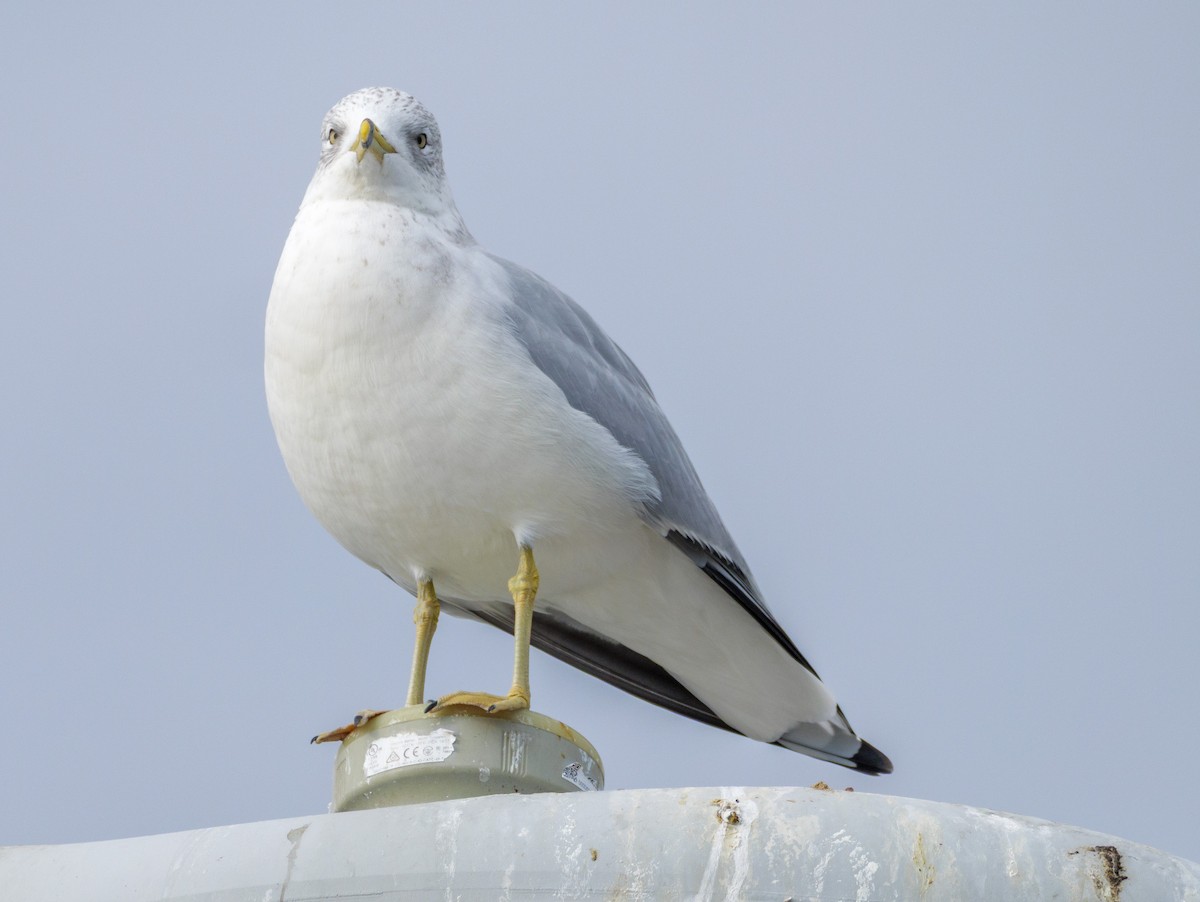 Halkalı Martı - ML646587668